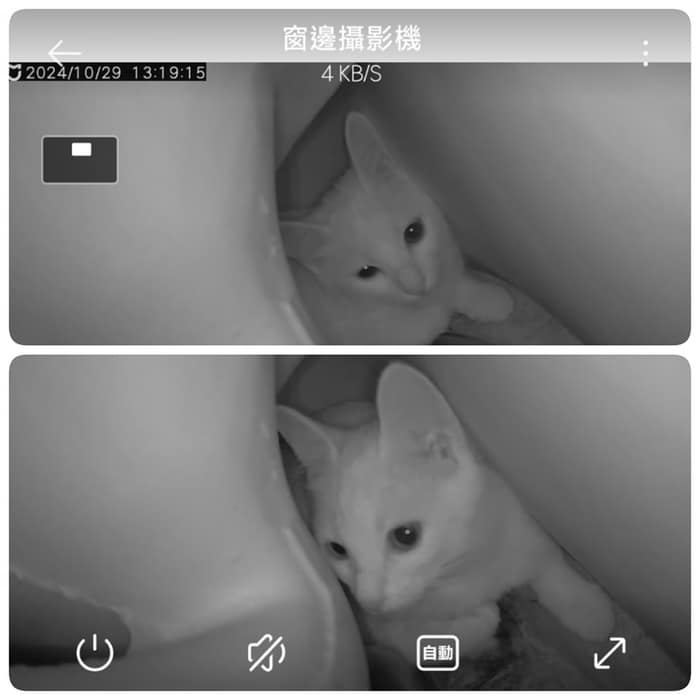 貓咪鑽進馬桶後面深不可測的洞