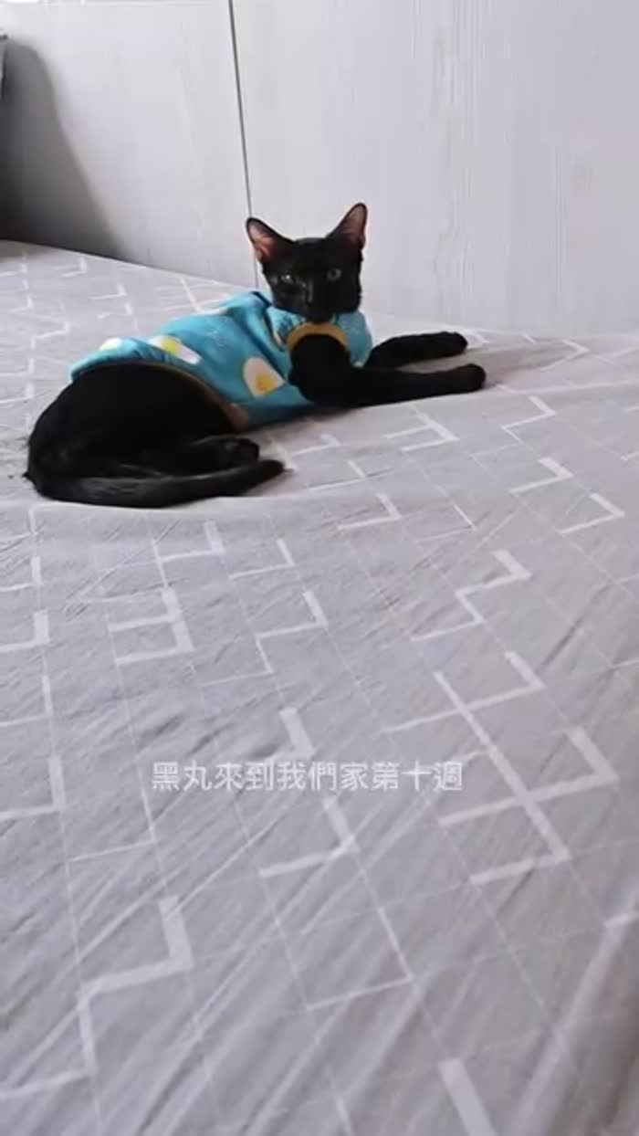 黑丸來到我們家第十週