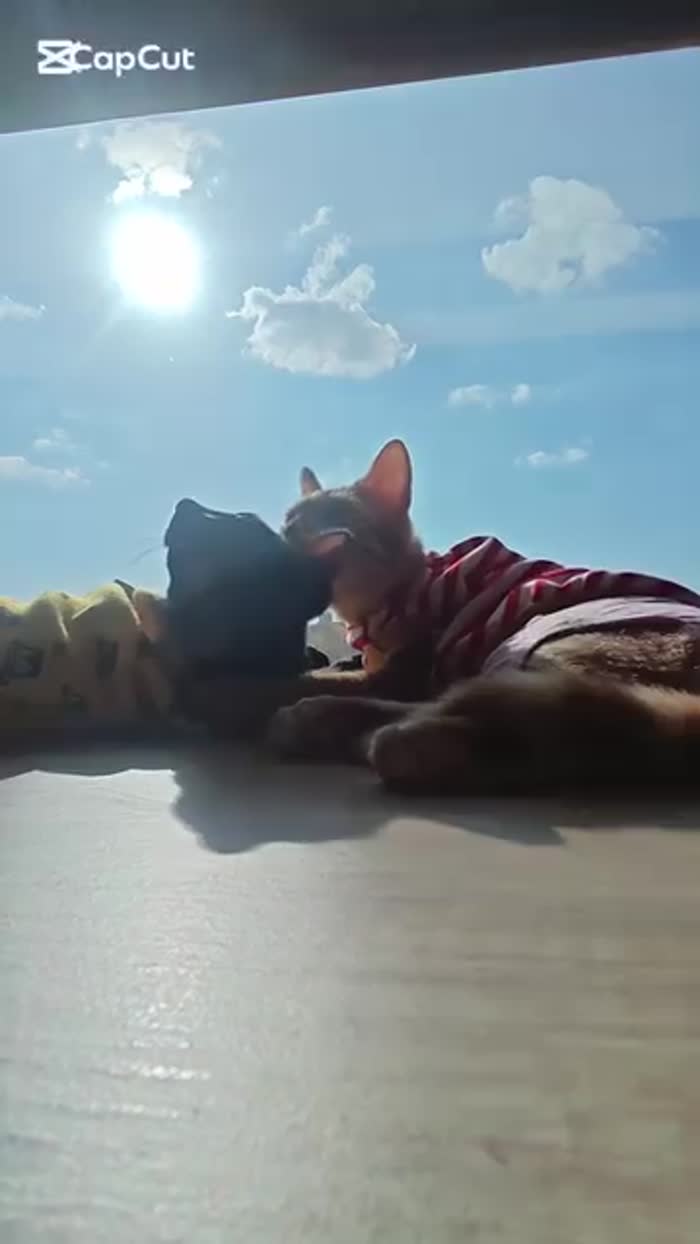 ️曬太陽時間️_2